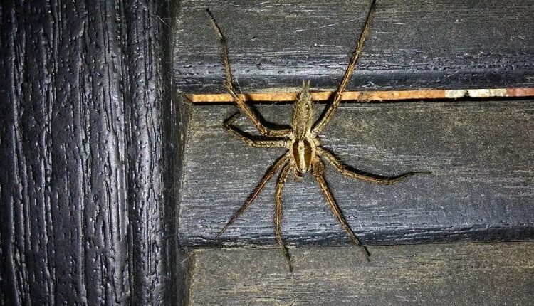 Grass Spiders